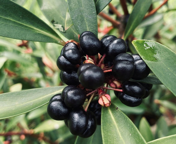 Mountain Pepperberry