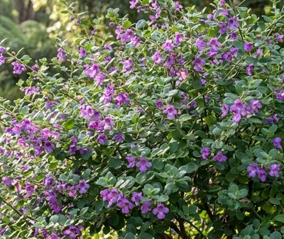 Native Oregano